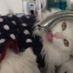 Meet your Posher, Kaolafifi